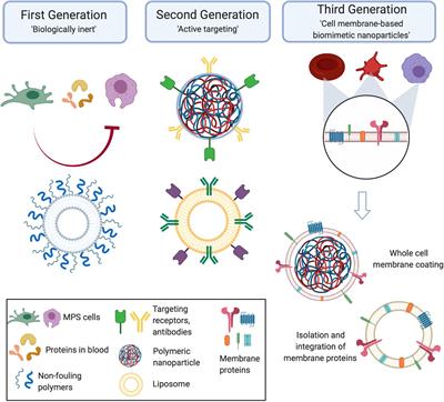 Cell Membrane-Based Biomimetic Nanoparticles and the Immune System: Immunomodulatory Interactions to Therapeutic Applications